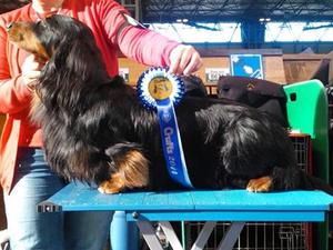 Crufts 2014