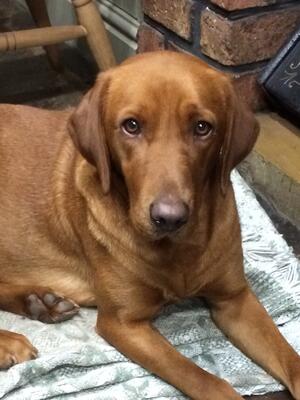 Claybrow Golden Spirit (Kelly)