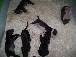 the litter at 3 weeks