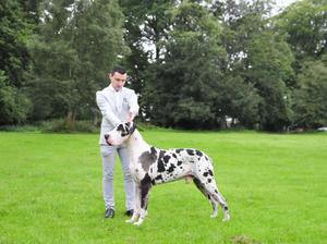Harvey (Shalrace the maestro) @ 2 an a hayears old