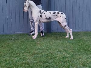 Magic 9.5 months old