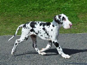 Harvey strutting his stuff @ 13 weeks
