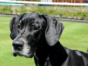 Ellie head shot