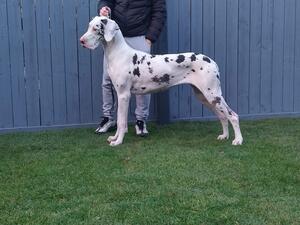 Magic 9.5 months old