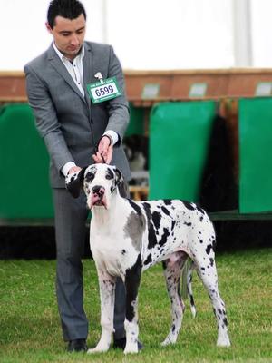 Harvey's first show @ 6 months old