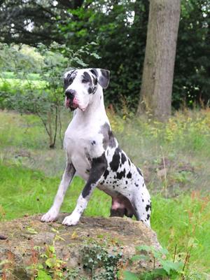 Harvey @ 2 and a half years ( shalrace the maestro