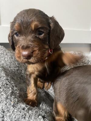 Chocolate and Tan dog