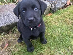 Nora