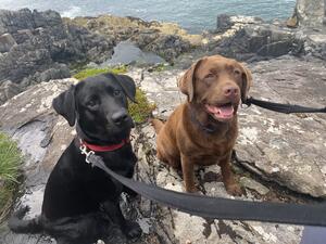 Sadie and Nora her puppy from 2021