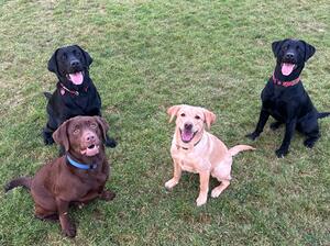 Sadie (Choc), Kuro & Nora (B), Rena (Y)
