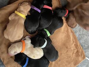 Babies arrive