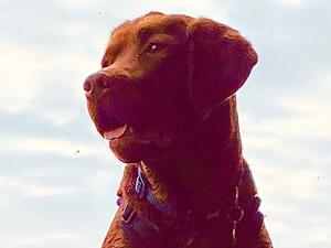 Sadie