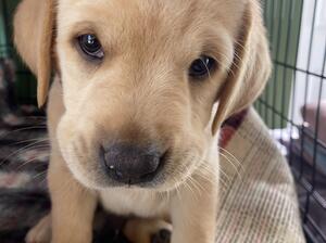 Pups