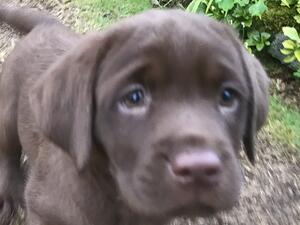 Baby Sadie