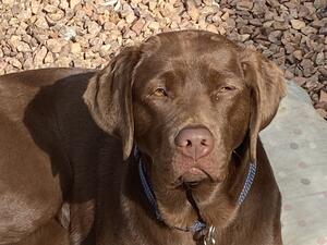 Sadie Sunbathing