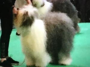 Crufts