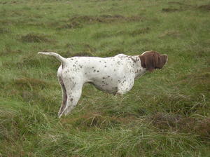 Field trial at Bowes