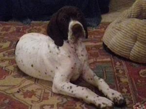 Teddy available to loving home
