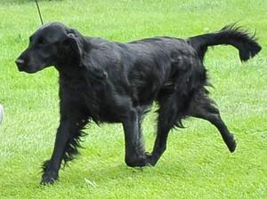 Aged 3 years Bath Show