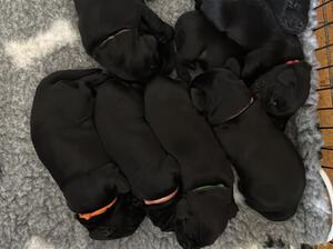 Puppies 2.5weeks