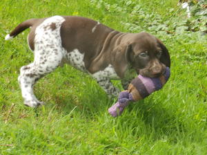 dog puppy available