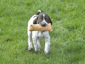 dog pup available