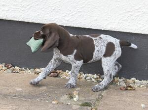 bitch pup