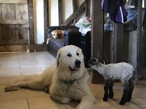 Freya with bottle lamb