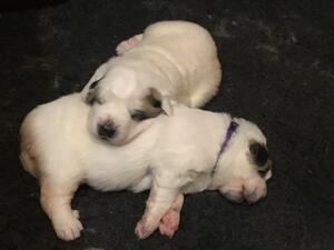 Heidi's puppies