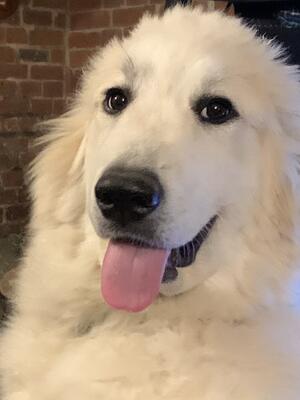 Heidi