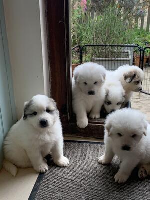 Picture of last litter