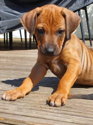 Puppy