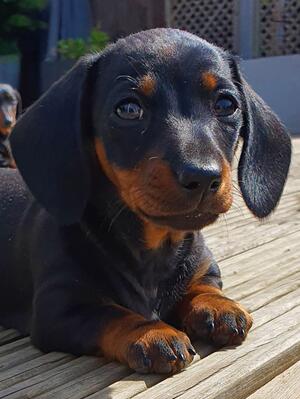 Black & Tan Puppy