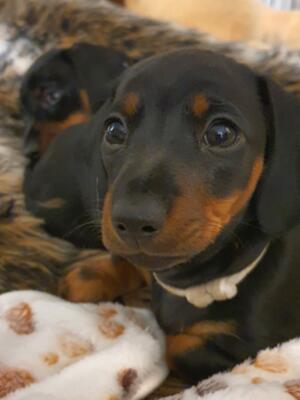 Puppy first days