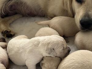 Dotty and her puppies