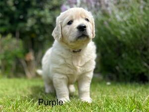 Dotty’s pup