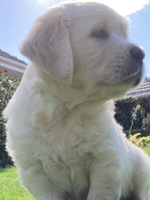 Echo’s puppies