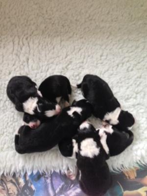 The babies