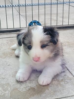 Boy