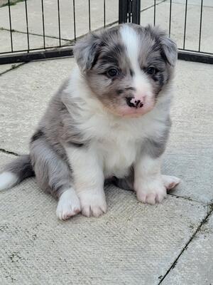Boy