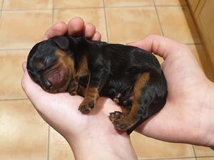 So tiny at only hours old...