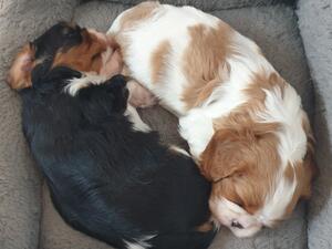 Georgie & Harold