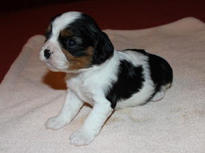 Tri-color Boy 1 - Male