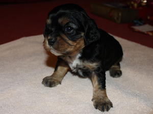 Black & Tan 1 - Male