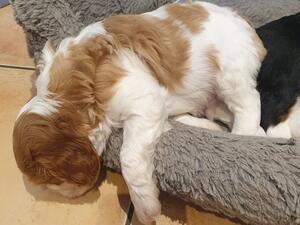 Flop! 😊 Beautiful Georgie