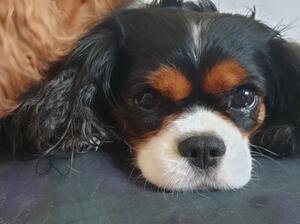Mum - Laila