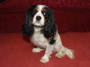 Kacey - Jadestone Lacey