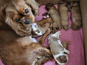 Mum and puppies.