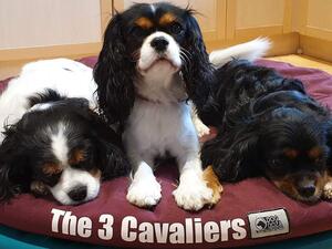 Kacey, Laila & Breigha.