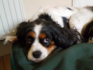 Kacey - Jadestone Lacey